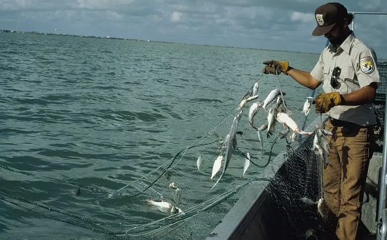 Svetový rybolov je príliš nenásytný. Spotreba rýb je neudržateľná