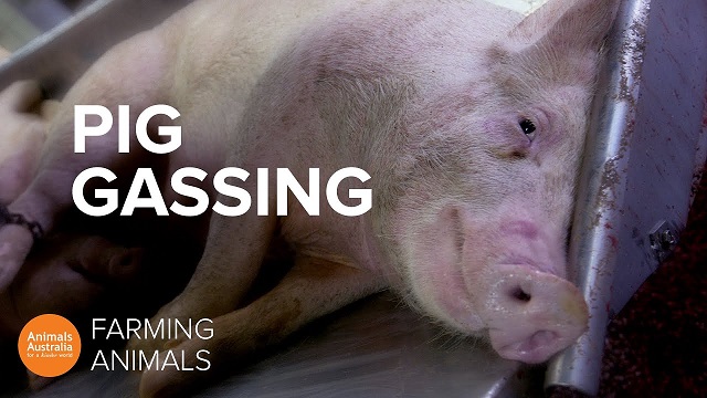 Mäsový priemysel často používa CO2 na omráčenie zvierat pred zabitím